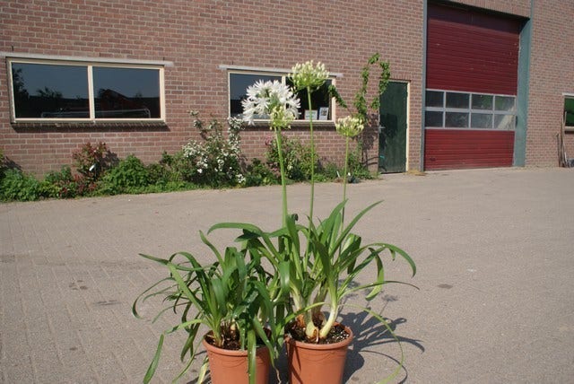  Afrikaanse Lelie (Agapanthus Africanus 'Albus')