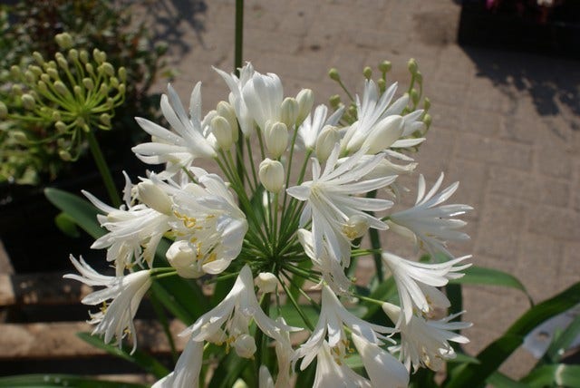  Afrikaanse Lelie (Agapanthus Africanus 'Albus')