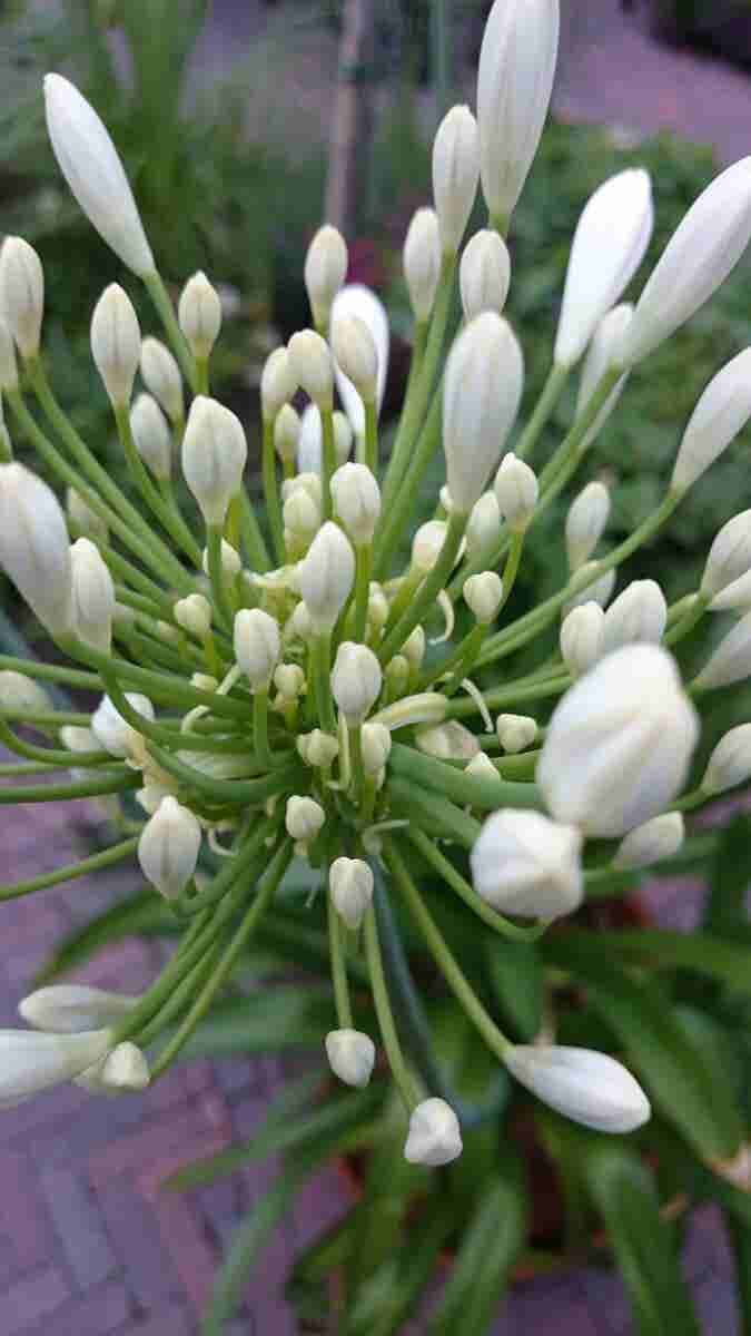  Afrikaanse Lelie (Agapanthus Africanus 'Albus')