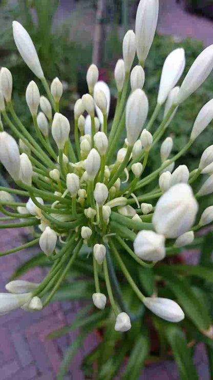  Afrikaanse Lelie (Agapanthus Africanus 'Albus')