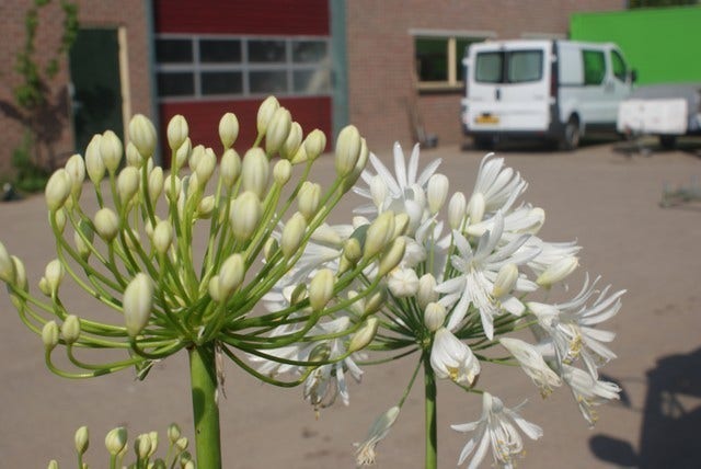  Afrikaanse Lelie (Agapanthus Africanus 'Albus')