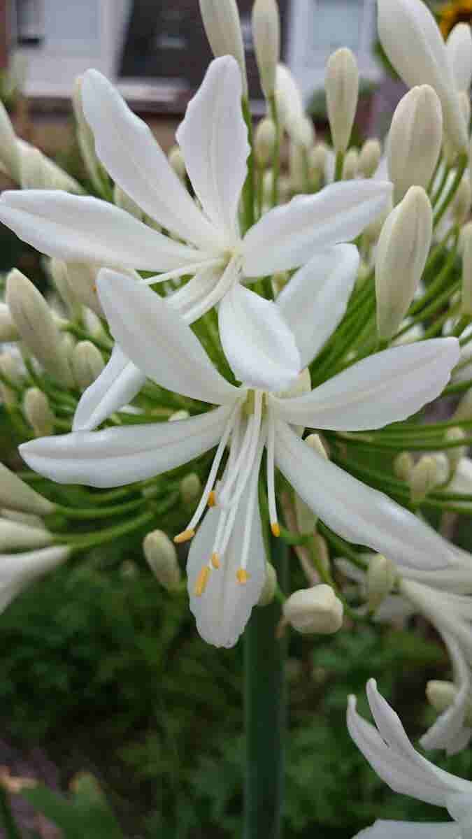  Afrikaanse Lelie (Agapanthus Africanus 'Albus')