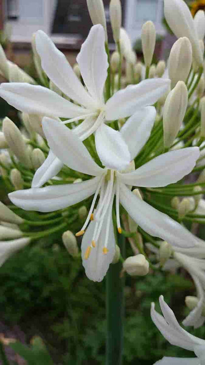  Afrikaanse Lelie (Agapanthus Africanus 'Albus')