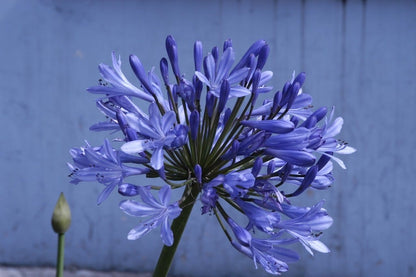  Afrikaanse Lelie (Agapanthus 'Ever Sapphire')