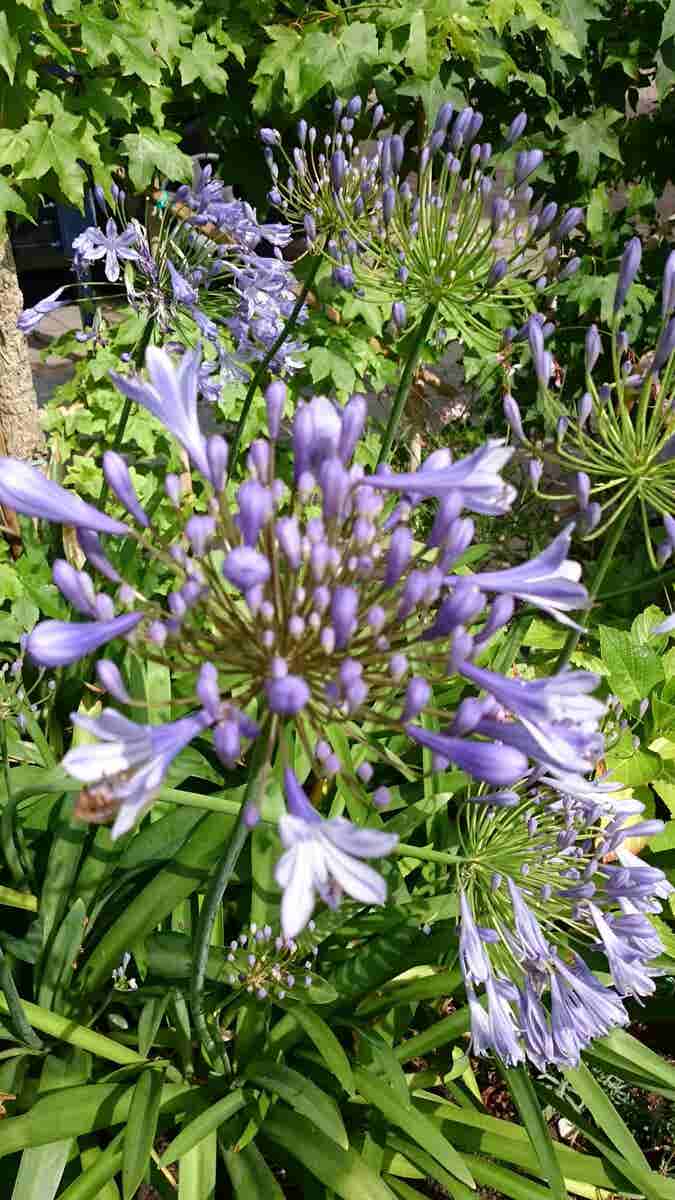  Afrikaanse Lelie (Agapanthus Africanus)