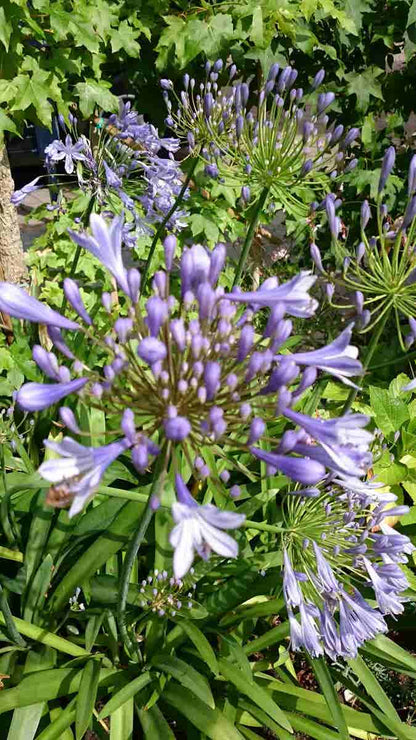  Afrikaanse Lelie (Agapanthus Africanus)