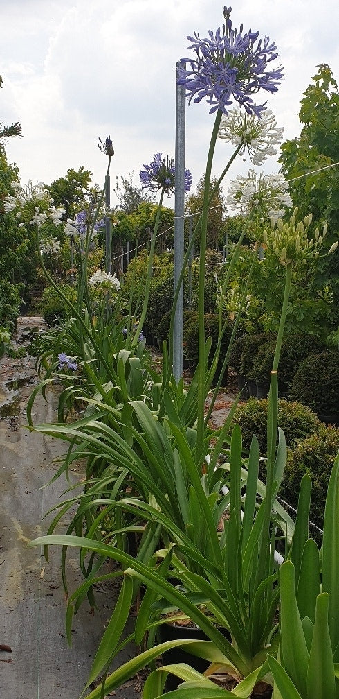  Afrikaanse Lelie (Agapanthus Umbellatus 'Ovatus')
