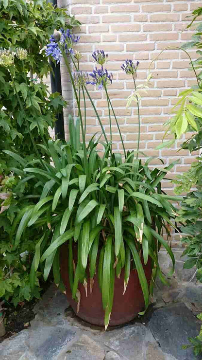 Afrikaanse Lelie (Agapanthus Africanus)