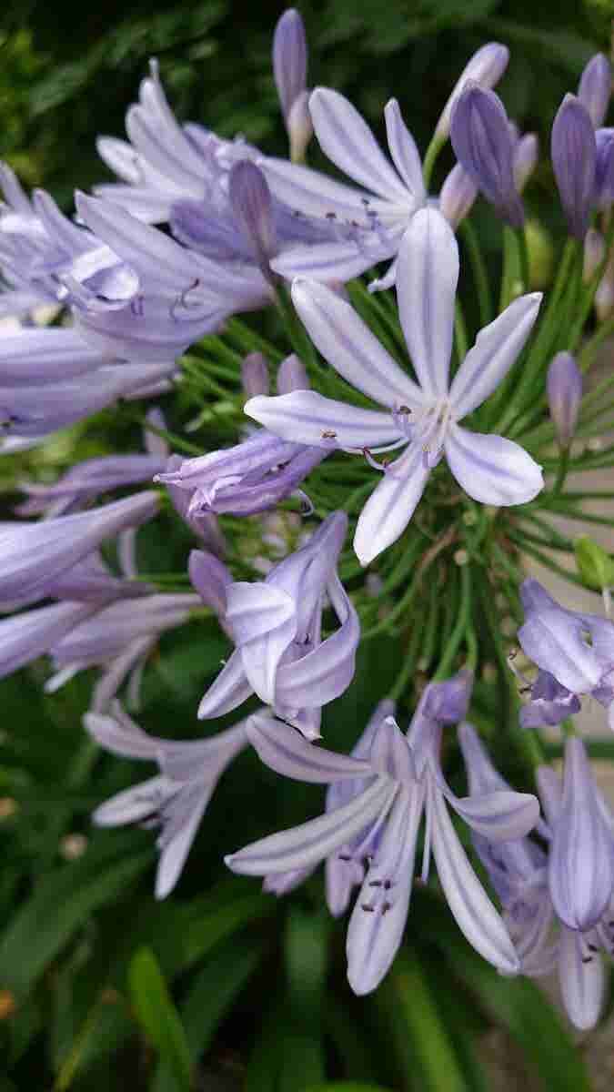  Afrikaanse Lelie (Agapanthus Africanus)