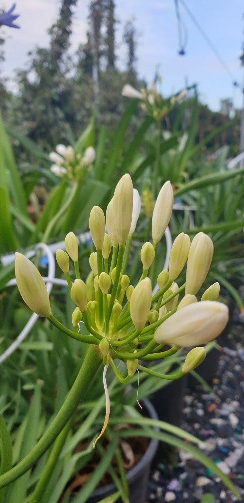  Afrikaanse Lelie (Agapanthus Umbellatus 'Albus')