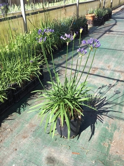 Afrikaanse Lelie (Agapanthus 'Blue Storm')