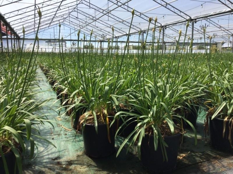  Afrikaanse Lelie (Agapanthus 'Blue Storm')