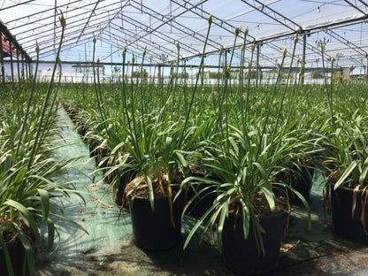 Afrikaanse Lelie (Agapanthus 'Blue Storm')