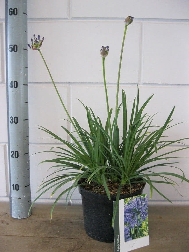  Afrikaanse Lelie (Agapanthus 'Brilliant Blue')