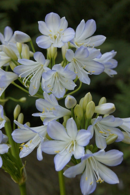  Afrikaanse Lelie (Agapanthus Africanus 'Silver Baby')