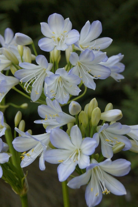  Afrikaanse Lelie (Agapanthus Africanus 'Silver Baby')