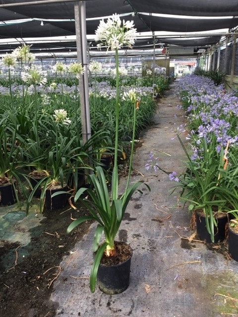  Afrikaanse Lelie (Agapanthus Africanus 'Albus')