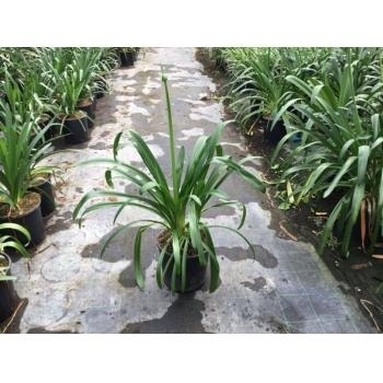  Afrikaanse Lelie (Agapanthus Africanus 'Albus')