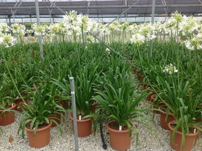  Afrikaanse Lelie (Agapanthus Africanus 'Albus')