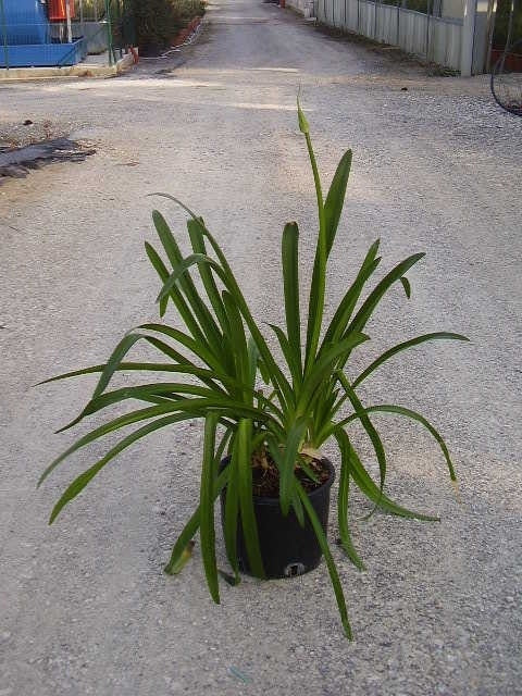  Afrikaanse Lelie (Agapanthus Umbellatus 'Ovatus')