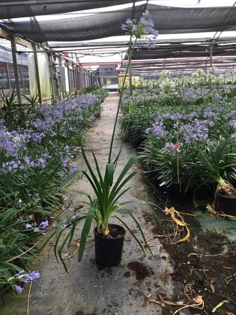  Afrikaanse Lelie (Agapanthus Umbellatus 'Ovatus')