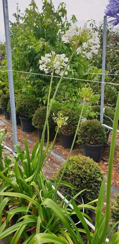  Afrikaanse Lelie (Agapanthus Umbellatus 'Albus')