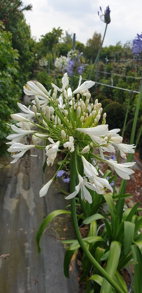  Afrikaanse Lelie (Agapanthus Umbellatus 'Albus')