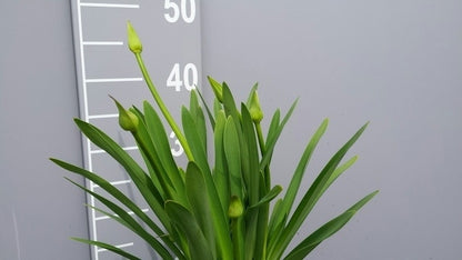  Afrikaanse Lelie (Agapanthus Africanus)