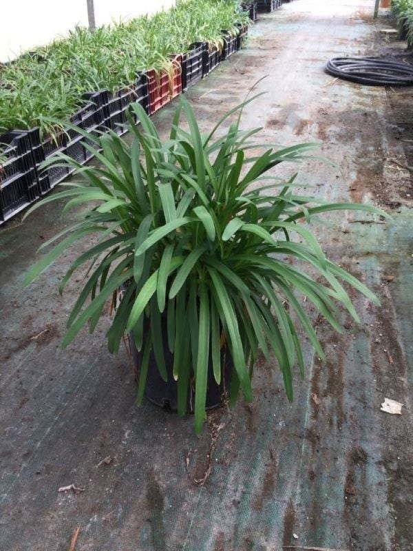 Afrikaanse Lelie (Agapanthus Africanus 'Silver Baby')