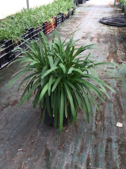  Afrikaanse Lelie (Agapanthus Africanus 'Silver Baby')