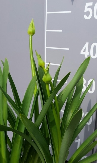 Afrikaanse Lelie (Agapanthus Africanus)