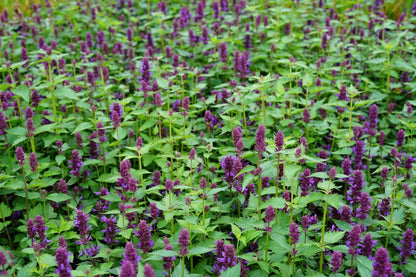  Dropplant (Agastache 'Blue Boa')