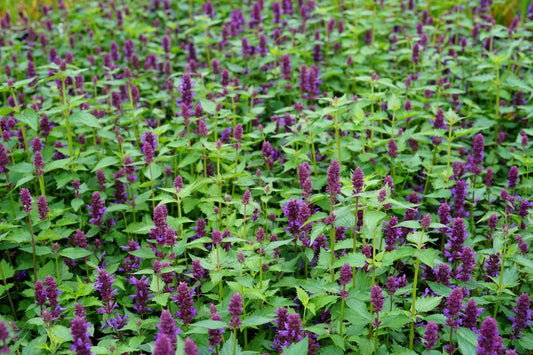 Dropplant (Agastache 'Blue Boa') BIO