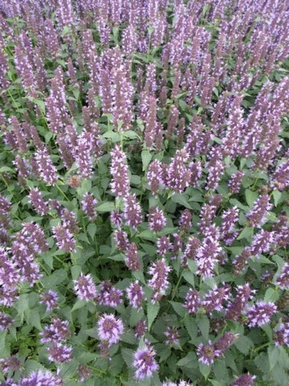 Dropplant (Agastache 'Blue Fortune')