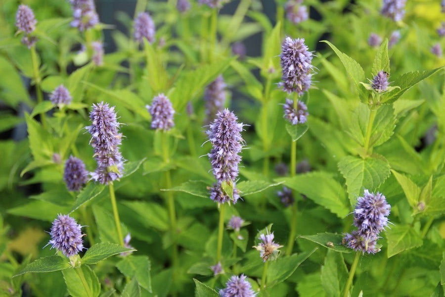  Dropplant (Agastache 'Blue Fortune')