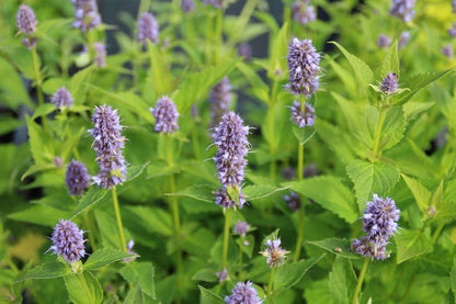  Dropplant (Agastache 'Blue Fortune')