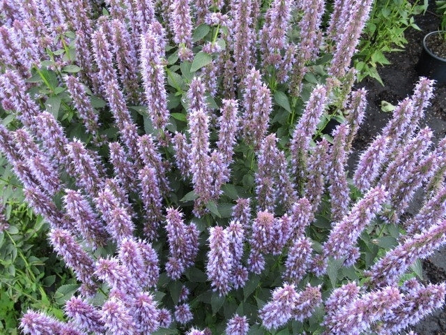  Dropplant (Agastache 'Blue Fortune')