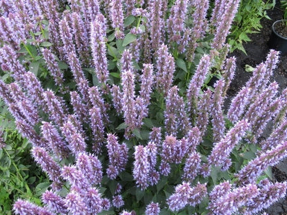  Dropplant (Agastache 'Blue Fortune')