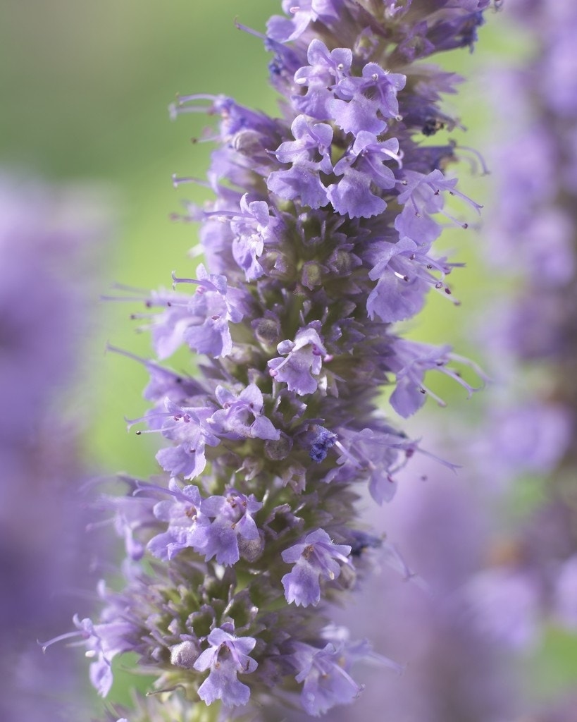 Dropplant (Agastache 'Blue Fortune')