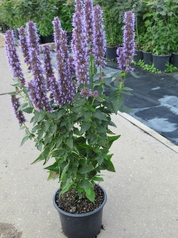  Dropplant (Agastache 'Blue Fortune')