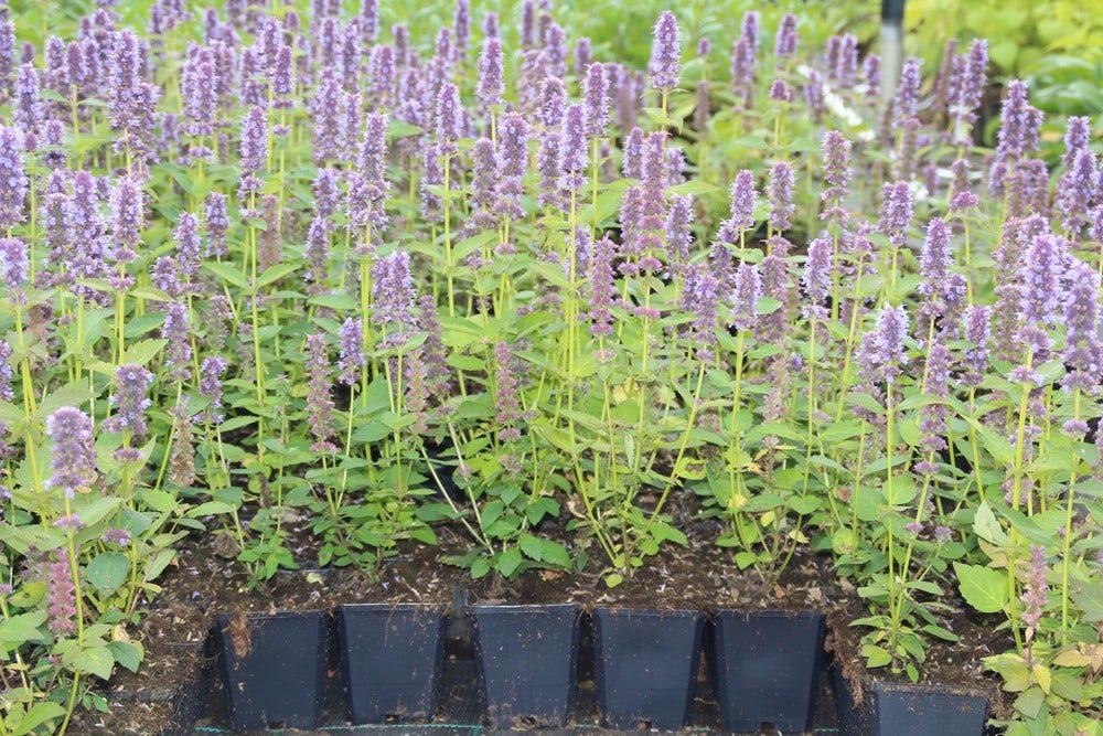  Dropplant (Agastache 'Blue Fortune')
