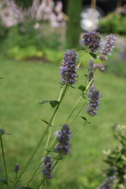  Dropplant (Agastache Rugosa)