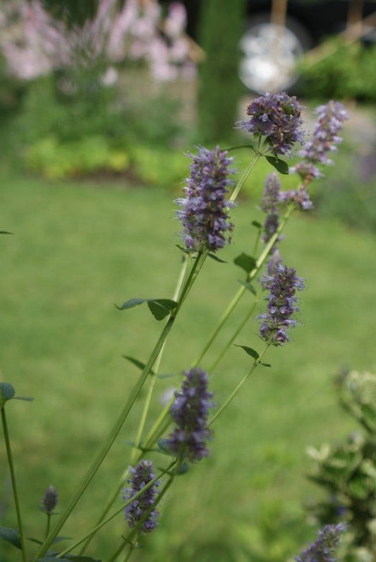  Dropplant (Agastache Rugosa)