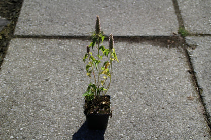  Dropplant (Agastache Rugosa)