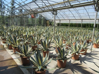  Agave (Agave Americana 'Variegata')