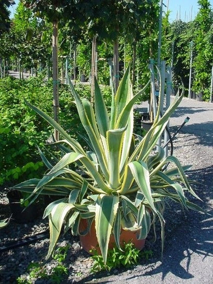  Agave (Agave Americana 'Variegata')