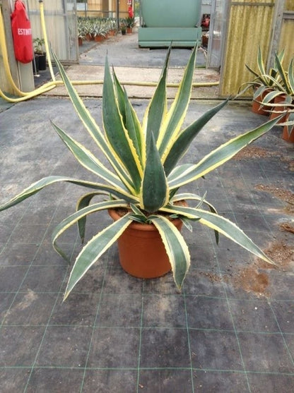  Agave (Agave Americana 'Variegata')