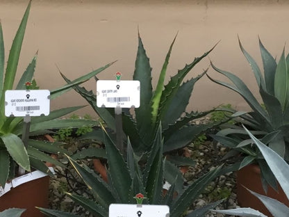  Winterharde Agave (Agave 'Gentryi Jaws')
