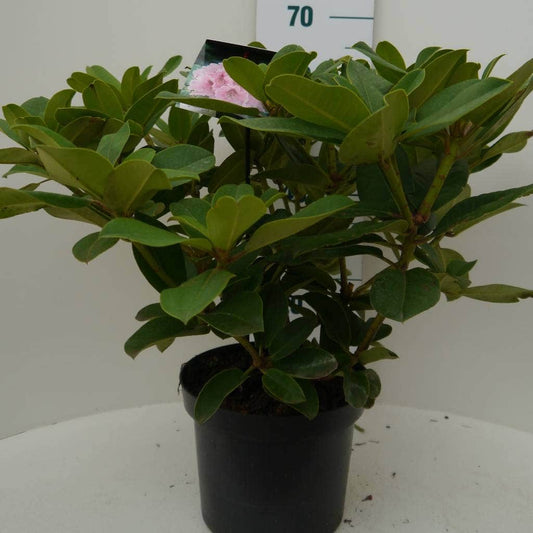  Rhododendron (Rhododendron 'Albert Schweitzer')