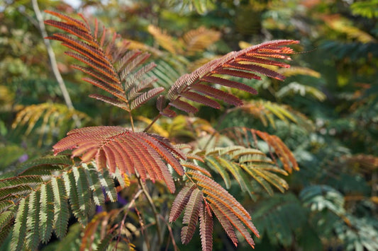  Perzische Slaapboom Als Struik (Albizia Julibrissin ‘Evey’s Pride’)